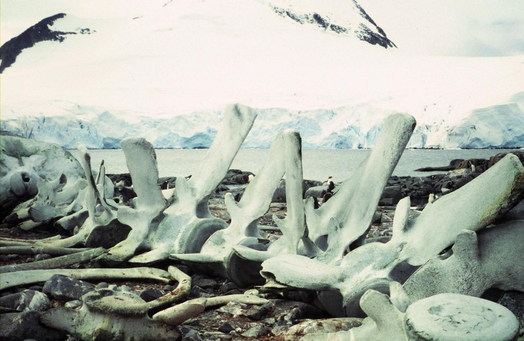 Whale skeleton at Port Lockroy, Wiencke Island, Antarctica. The bones were huge and the vertebra in the lower right quadrant high enough to be used as a seat.